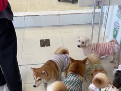 -怪兽屋·羊驼·猫咖·狗咖(俊华广场店)