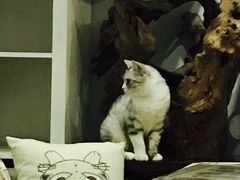 -吉丁鸟咖·异宠·寄养