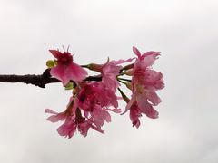 -天适樱花悠乐园