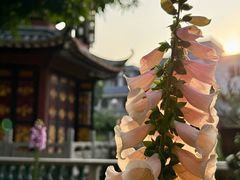 -碧江金楼