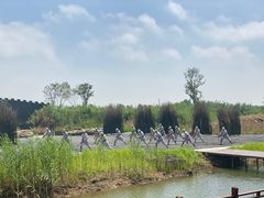 -泗洪洪泽湖湿地景区