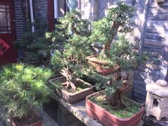 -老张烤羊(王哥庄店)