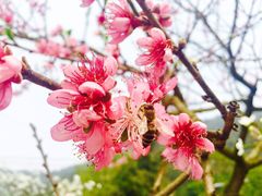 -楠柏弯休闲山庄(梨花溪店)