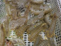 -胖子饺子馆·海鲜家常菜(海军博物馆店)