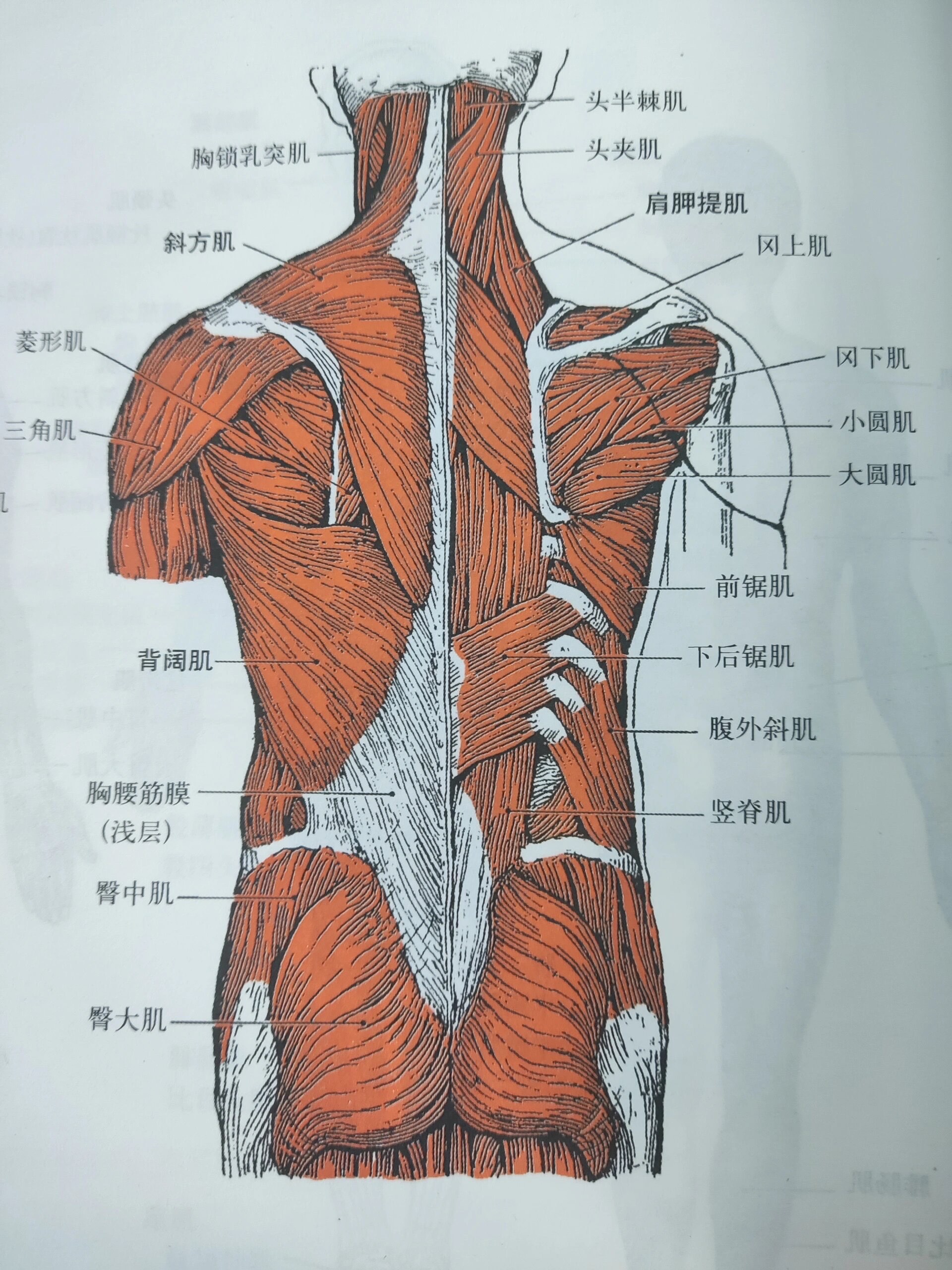 背部肌肉群图解图片