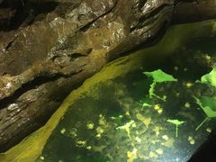 -御池园(顾村公园店)