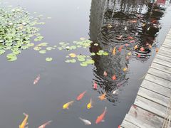 -微山湖红荷湿地景区