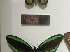 -上海昆虫博物馆