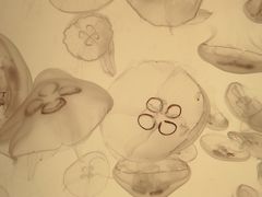 -沈阳海洋探索中心