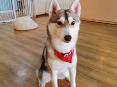 -Husky Go! 哈士奇体验馆·宠物咖啡厅狗咖