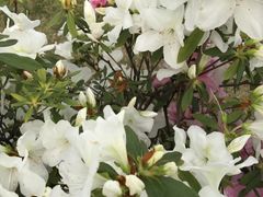 -南国桃园旅游度假区