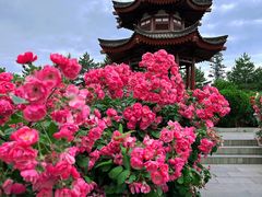 -大慈恩寺(大雁塔)