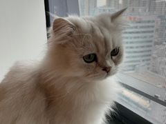 -猫腻·猫咖·撸猫馆(星光大道店)