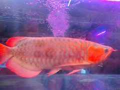 -中环花鸟鱼虫市场
