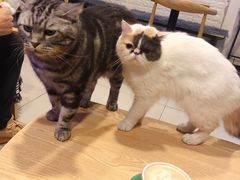 -平行世界·猫咖(首经贸店)