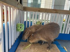 -廊坊固安福朋喜来登酒店