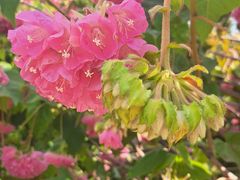 -云溪植物园