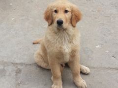 -菲丽丝宠物医院·24小时·猫科中心·免疫点(淮海分院)