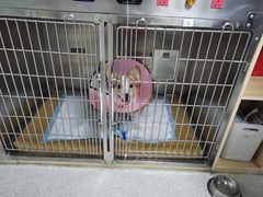 -谐和贝康宠物医院24小时·宠保定点(急重症转诊中心)