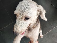 -宠物之家Pets Home 宠物寄养酒店