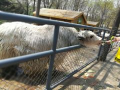 -长白岛森林公园