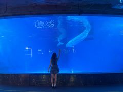 -海合安成都极地海洋公园
