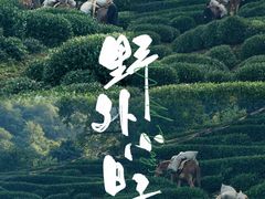 -十八棵（老龙井）御茶园(老龙井店)