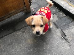 -小板凳(四公里店)