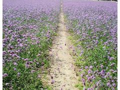 -紫海香堤香草艺术庄园