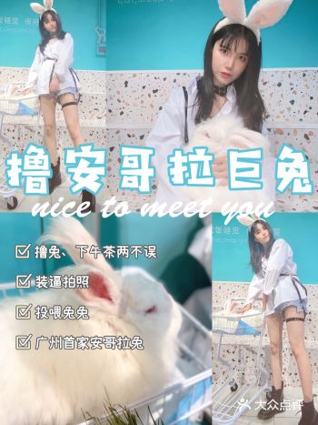 治の愈｜萌宠安哥拉兔｜拍照｜nice to me you