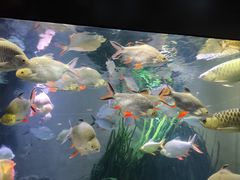 -上海海洋水族馆