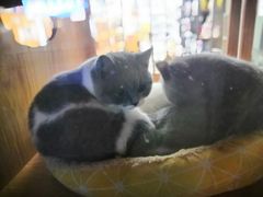 -车头老二大排档