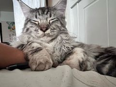 -佳雯宠物医院·皮肤科·内外科(春晓路分院)