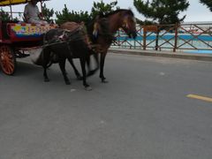 -日照海滨国家森林公园