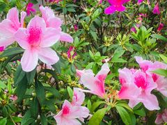 -深圳国际园林花卉博览园