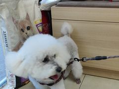 -宠福鑫康馨动物医院·骨科·眼科