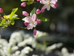 -莫愁湖公园