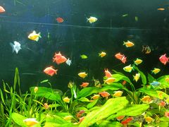 -芽庄珍珠岛游乐园