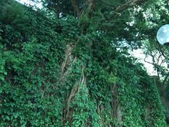 -九龙公园