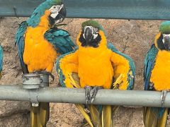 -西霞口神雕山野生动物世界