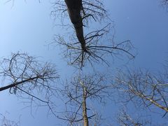 -合肥滨湖国家森林公园