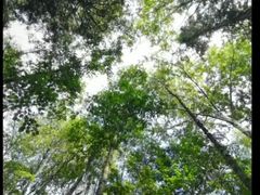 -汤旺河林海奇石景区
