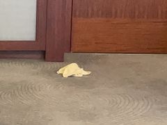 -上海明天广场JW万豪酒店