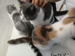 -喵的天空名猫咖啡馆·撸猫·猫舍·用品
