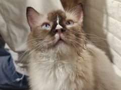 -平行世界·猫咖(首经贸店)