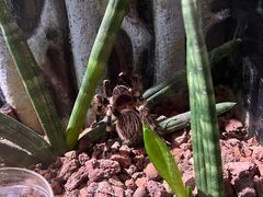-正佳雨林生态植物园