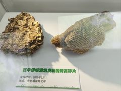 -华侨城湿地公园