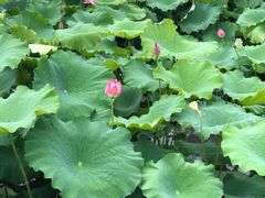 -荷塘月色湿地公园·向阳花洲