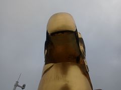 -大金鹰园