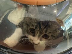 -纳吉亚猫专科动物医院·北北分院